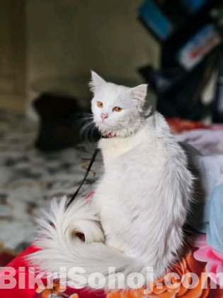 Hight quality 3 coat Hair Persian adult Cat